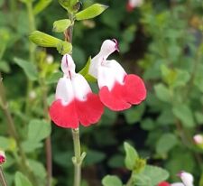 Salvia microphylla 'Hot Lips' / Sauge à petites feuilles / Conteneur de 7 à 1...
