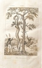 GRAVURE  1838  COLOMBIE  "  BOA CONSTRICTOR   "