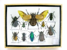 Insectes 3D - exotiques réel