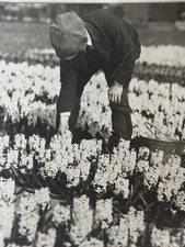 Photographie Ancienne Hollande Fleurs / Poésie / Presse