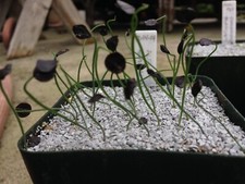 🏜  RARE- ALBUCA SPIRALIS 8