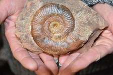 Grande ammonite