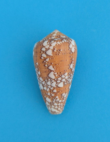 Conus behelokensis