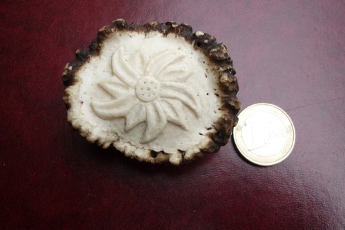 Bois cerf rare - cerf,
