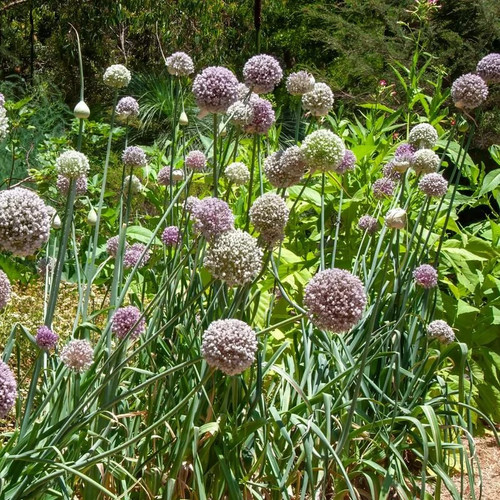 Allium ampeloprasum poireau - allium,
