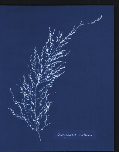 Hommage anna atkins - hommage, à