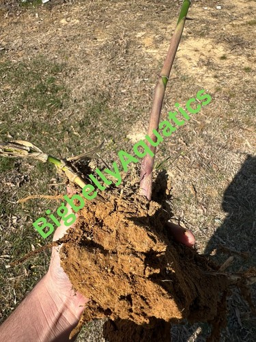 Rare giant gray bamboo - gray,