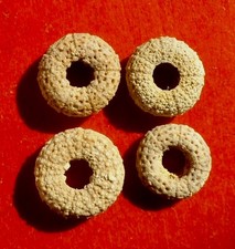 OURSINS FOSSILES PLIOCÈNES DE