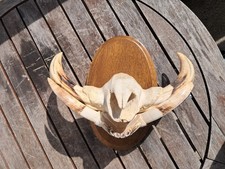 Trophée "museau" de phacochère #4