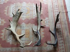 3 BOIS MUES DAIM 50/63/65CM