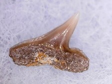SHARK TOOTH - SPHYRNA INTEGRA