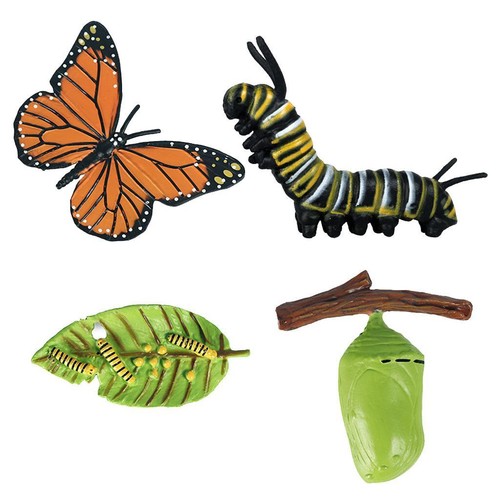 étape croissance insecte - de,
