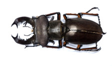 Insect - LUCANIDAE Lucanus