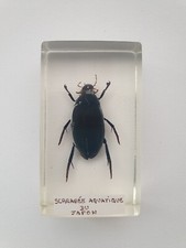 Insecte inclusion résine -