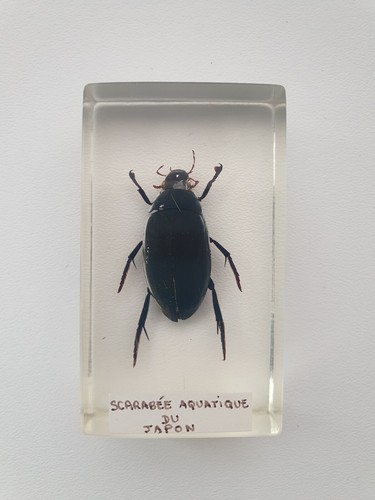 Insecte inclusion résine - ,