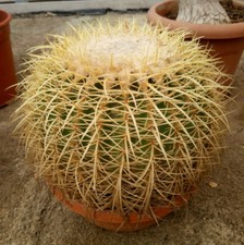 Echinocactus Grusonii Siège