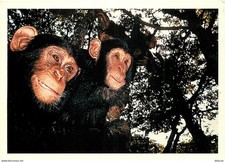 Carte Postale - Animaux -