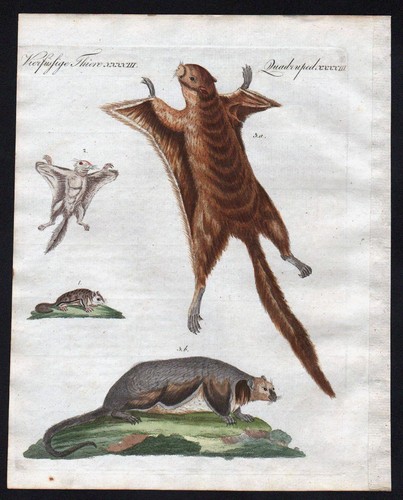 Taguan écureuil volant - Écureuil,