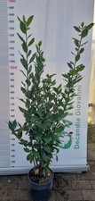 50 plantes de laurier pot 18 H