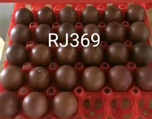 French black copper marans - 3+,