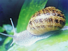 Bave d'Escargot PURE BIO 60 ML 100% ( Helix Aspersa)  Bave prélevée le jour même