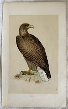 Erne Aigle De Mer Sea Eagle