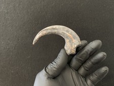 Velociraptor Réplique de griffe Dinosaure Raptor Dinosaur Fossil claw