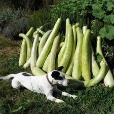 Courge Calebasse Massue