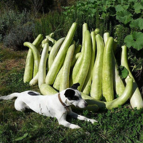 Courge calebasse massue - courge,