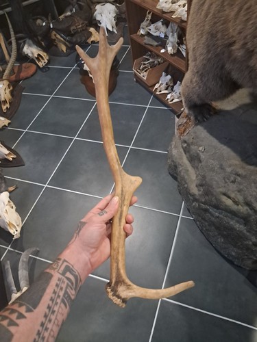 Bois cerf deer antler - de,