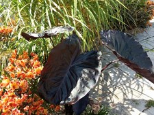 Colocasia black magic - colocasia,
