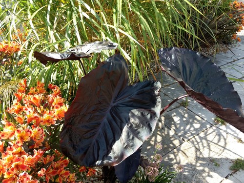 Colocasia black magic - black,