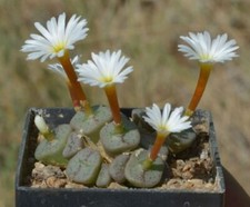 5 graines de CONOPHYTUM CUBICUM BUTTON PLANT SEEDS  SAMEN