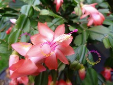 Bouture cutting schlumbergera - bouture,