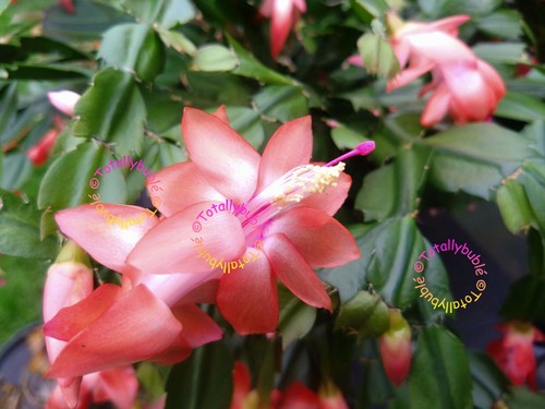 Bouture cutting schlumbergera - cutting,
