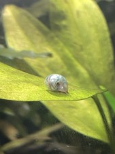 5 PLANORBES - ESCARGOTS EAU DOUCE AQUARIUM - Couleurs Différentes