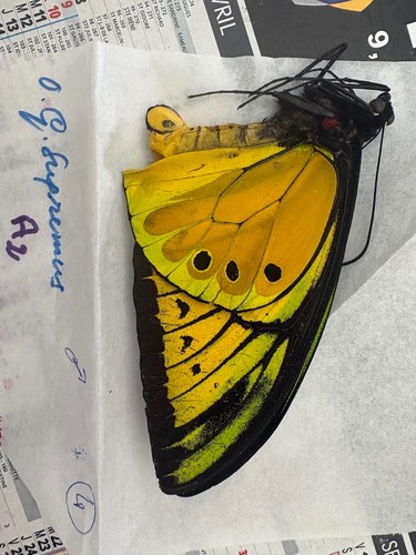 Ornithoptera goliath supremus - ornithoptera,