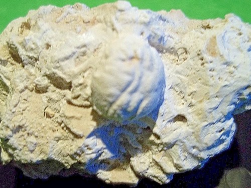 Fossile rare dromiopsis - fossile.,
