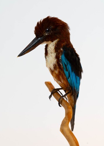 Taxidermy white throated - taxidermy, white-throated