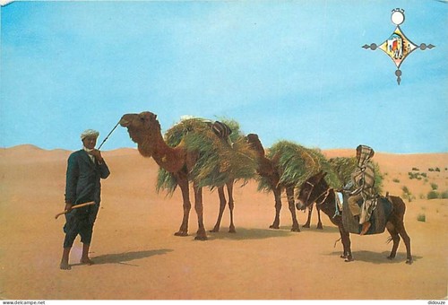 Carte postale algérie - postale,