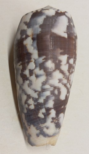 Conus striatus - conus,