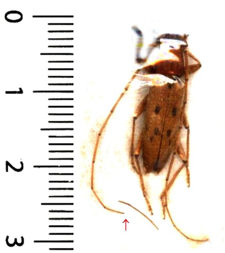 Cerambycidae achryson - cerambycidae,