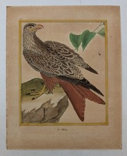 Gravure originale – rapace