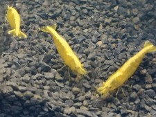 CREVETTE YELLOW NEON