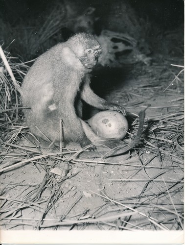 Taxidermie 1950 photo - c.,
