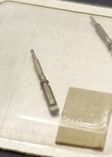 Tigeron à Baïonnette Mâle