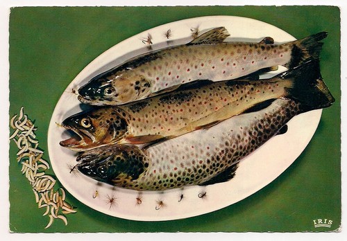 Fly catching trout maggots - catching,,
