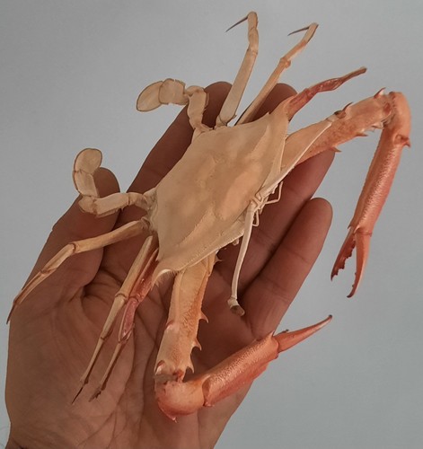 Curiosité taxidermie - curiosité,