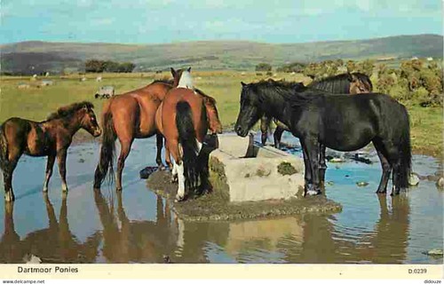 Carte postale animaux - postale,