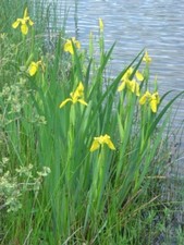 20 plantes de marais et bassins